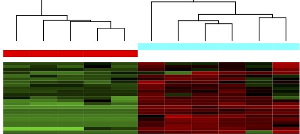 Transcriptome heat map showing different patterns of gene expression in bat wing tissue affected by white-nose syndrome